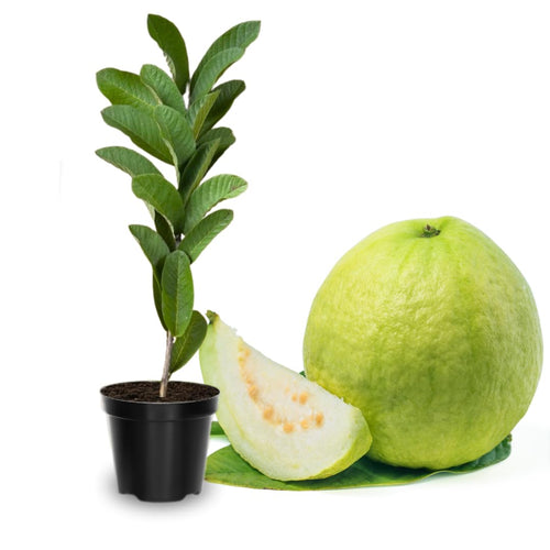 3 White Guava Trees Live Plants, 6-8" in 4" Pot, Sweet White Guava Trees for Gardening