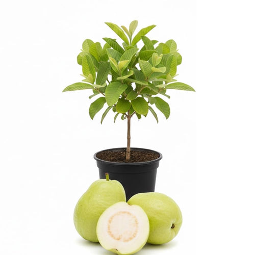 Guava Plant Live, White Guava Tree Live Plant in 4 Inc Potted, Easy Tropical Fruit for Gardens