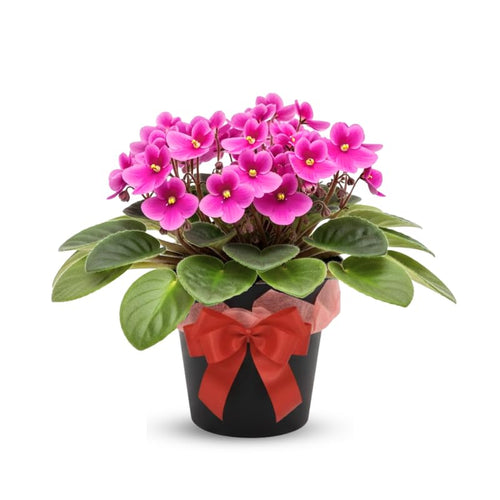Pink African Violets Live Plants House Plants in 4" Pot, Vibrant Blooms for Indoor Décor, Home or Office, Easy to Grow
