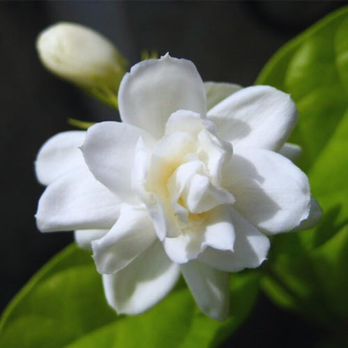 2 Sambac Jasmine Plants, 4 to 6 Inc Long, Maid of Orlean Jasmine Live Plants, Jasmine Well Rooted, White Jasmine Flower Plants Tree Live