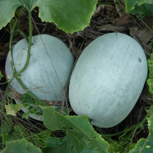 100 Giant Wax Gourd Seeds, Ash Gourd, Winter Melon Heirloom Seed for Planting, Large Vegetable Vine Seeds