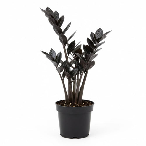 Black ZZ Plant, 3 Inch Pot - Black Zz Live Houseplant Potted for Home Garden, Office, Rare Tropical Plants