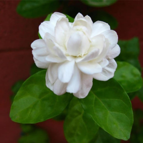 2 Maid of Orlean Jasmine Plants Live, Live Jasmine Plants, Sambac Jasmine Live Plants, 4 to 6 Inc Long, Jasmine Live Plants for Grow Garden
