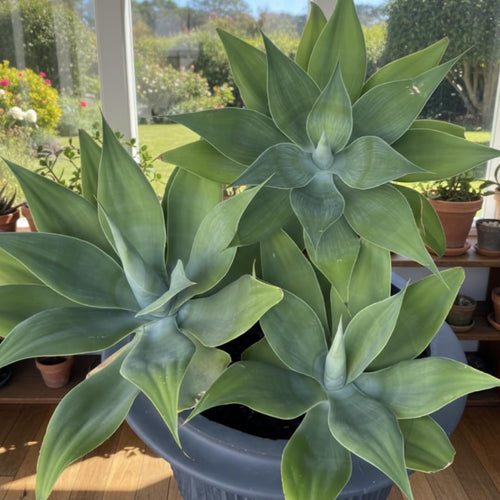 Live Green Agave Plant, Agave Succulent, Hardy Ornamental Cactus, 8 Inches Tall, 4Inch Pot, Ready for Planting