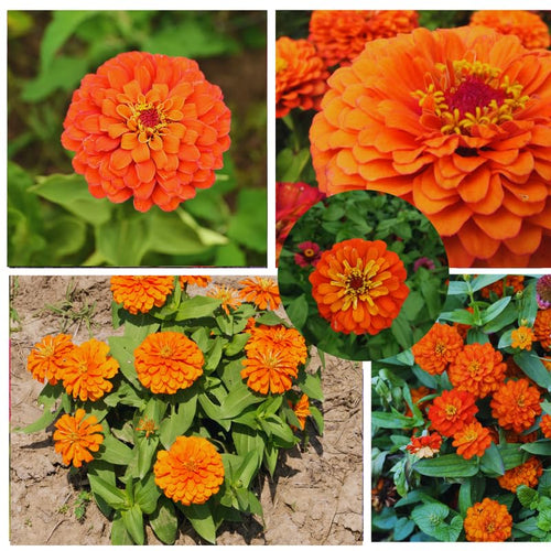 2 Zinnia Plants Live, Zinnia Live Plants for Planting, Flower Plant, 4 Inches Pot
