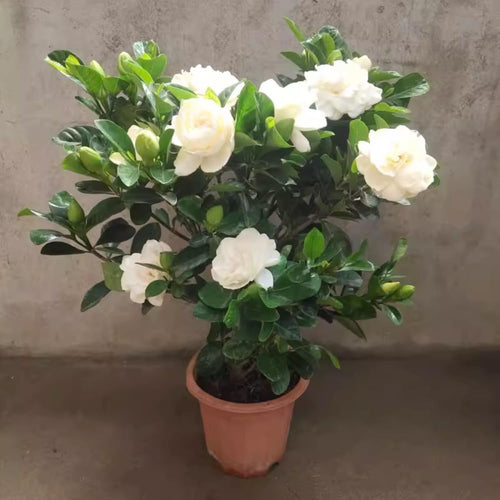 2 Cape Jasmine Plants Live, Gardenia Plants Live, Frost Proof Plant 4 to 6 Inc Long Zone 6 to 11