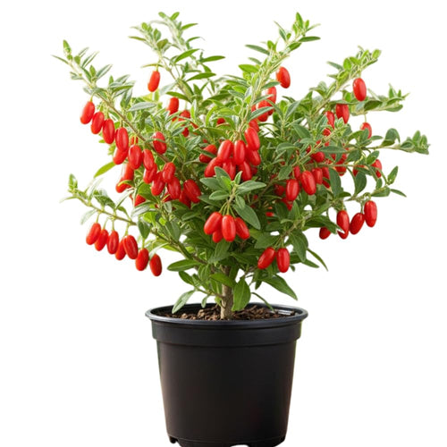2 Red Goji Berry Plants Live, Goji Berry Tree Live Plant, Sweet Fruit Tree Gardening Outdoor, 5-7'' Tall, No Pot