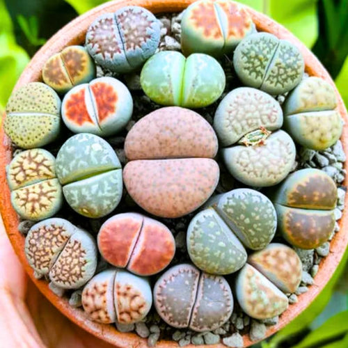 30 Live Lithops Succulent Plants, Assorted Color Living Stones, Rare Mix Succulents for Indoor and Outdoor Gardening, Bare Root