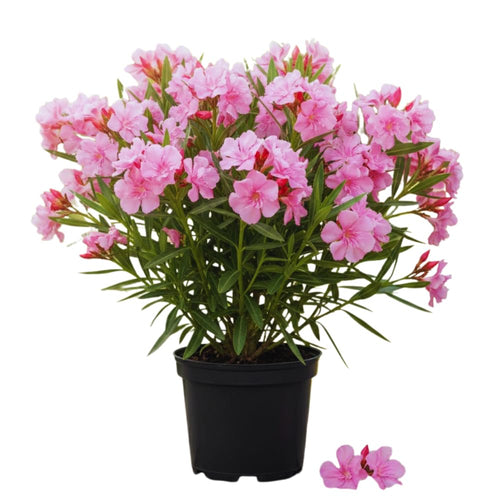 Oleander Plants Live, 2 Small Plants, Live Oleander Flower Plants, Tropical Plant Live Shrub Garden (Pink)