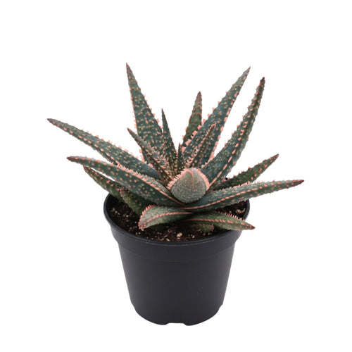 Live Aloe Purple Plant, 4 Inc Pot, Well-Rooted Succulent, Indoor Houseplant
