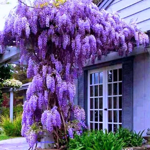 3 Purple Wisteria Trees Live Plants, Purple Wisteria Plant Live 6-12 Inch Tall, Wisteria Vine Live Plant, Wisteria Live Plant, Fragrant Wisteria Flowers, in Pots