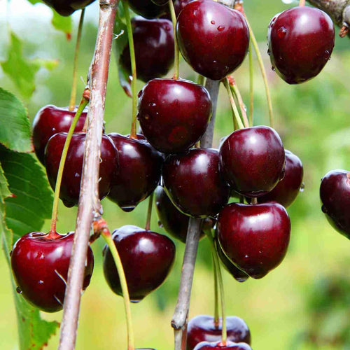 2 Sweet Black Cherry Plants Live, 1-2 Feet Tall, Wild Black Cherry Tree Live Plant, Large Dark Cherry Fruit Tree, Bareroots Dormant