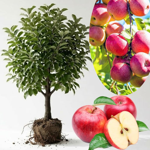 2-3 Ft Apple Tree Live Plant Bare Root, Live Apple Plant, Cold Hardy Fruit Plants for Home Garden Planting Spring (Pink)