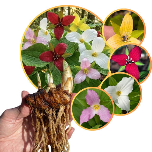 30 Mix Trillium Bulbs, Large Trillium Bulbs for Planting, Flower Bulb Gardening