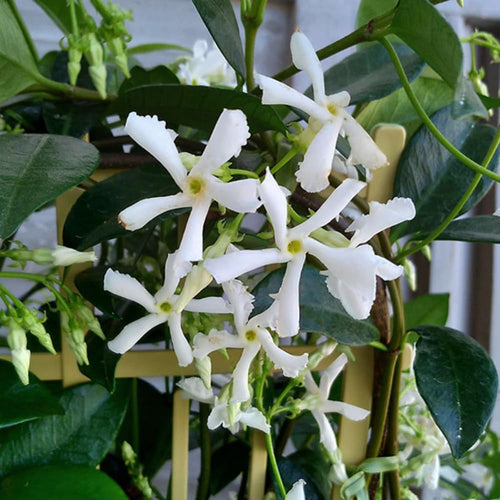 3 Star Jasmine Plants Live, 5 to 6 Inc Long, Green Jasmine Flower Plant Indoor Live