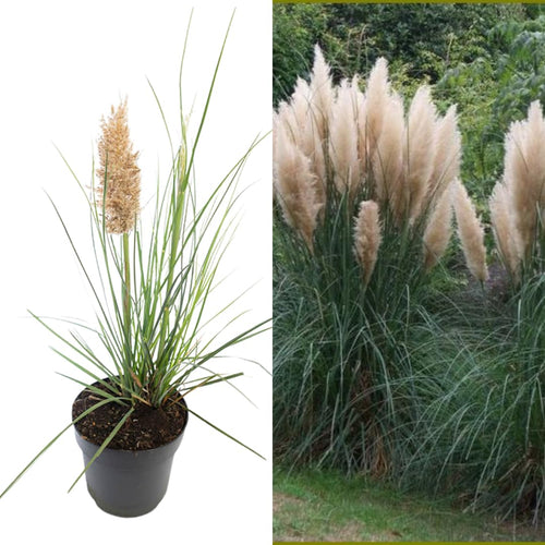 3 White Pampas Grass Plants Live, Live Pampas Grass Plant Ornamental Grass Plant Perennial, from 4 Inc to 7 Inc Tall