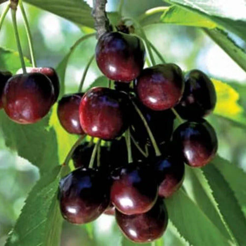 2 Black Cherry Plants Live 12-18 Inch Tall, Bareroots, Sweet Cherry Tree Live Plant, Wild Black Cherry Live Plant Fruit Tree, Cherry Tree Plant