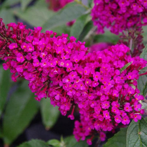 Butterfly Bush Plant for Planting, Size 5 to 7 Inch Tall Plant, Without Pot, Butterfly Bushes Plants (Dark Pink Flowers)