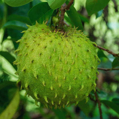 Annona Muricata Guanabana Soursop Tree Live Plant, 4 to 6 Inc Tall