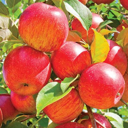 2-3 Ft Apple Tree Live Plant Bare Root, Live Apple Plant, Cold Hardy Fruit Plants for Home Garden Planting Spring (Gala)