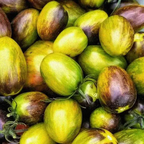 25 Grape Tomato Seeds, Vibrant Tomato Plant Seeds for Planting Outdoor Garrden