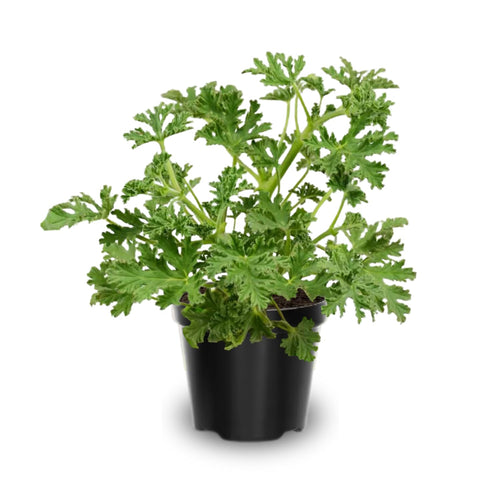 4 Citronella Plants Live, Citronella Plants for Outside, 4 to 6 Inc Tall Plant
