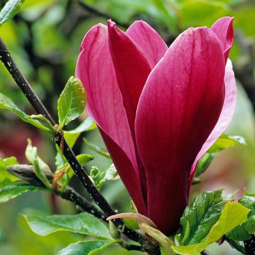 2 Ann Magnolia Trees Live Plant 6-12" Tall, in Pot, Fragrant Magnolia Plant Live for Planting Indoor Outdoor, Beautiful Magnolia Flowers Tree, Deep Purple Red Magnolia Flowers