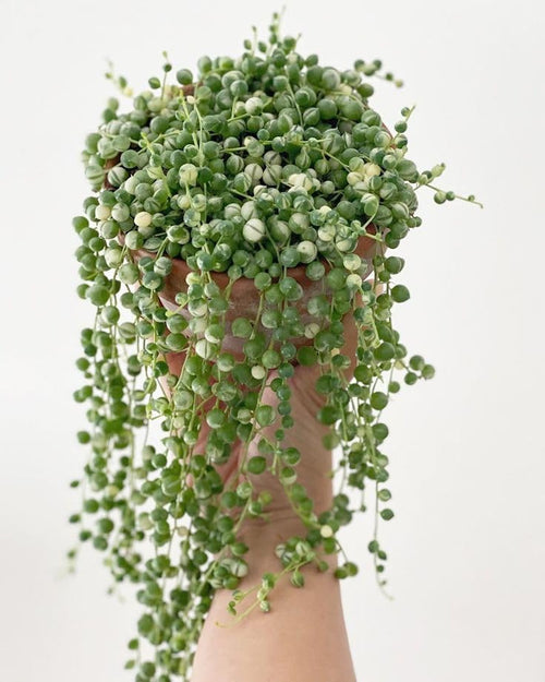 String Plant Live 4 Inch Pot, Rare Succulents Plants in Hanging Baskets, Trailing Succulent Houseplant for Home Office (Variegated String of Pearls)