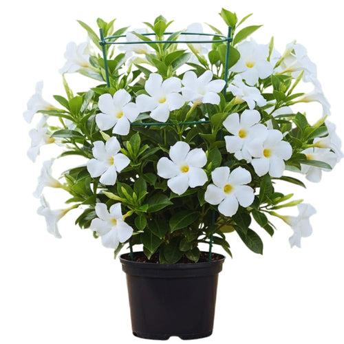 White Mandevilla Live Plants Vine, Set 2 Plants, Live Mandevilla Flower Plants Gardening, No Pot, Size Plant 5 to 7 Inc