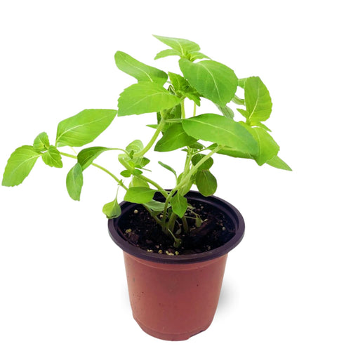 Holy Basil Plant, Herb Plant Seedlings, 4 Inches Pot, Green Basil Plant Pot Planting Outdoor