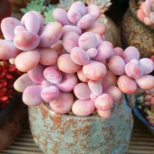 Succulent Plant Live, Live Indoor Outdoor Succulent Plant, 2 Inch Pot, Low-Maintenance Decorative Houseplant (Pink Succulent)