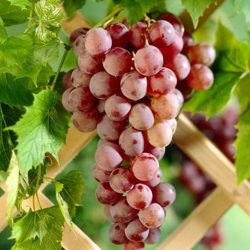 Red Grape Vine Plant Live for Planting, Bunch Grape Plant Live Grape Tree 1 to 2 Years Old, Grape Fruit Tree
