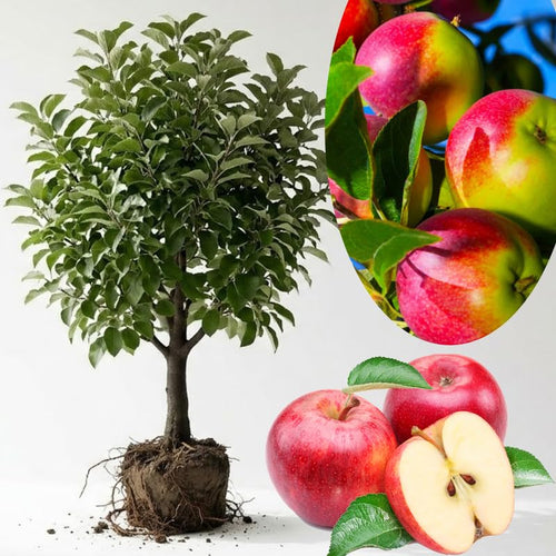 2-3 Ft Apple Tree Live Plant Bare Root, Live Apple Plant, Cold Hardy Fruit Plants for Home Garden Planting Spring (Red Green)