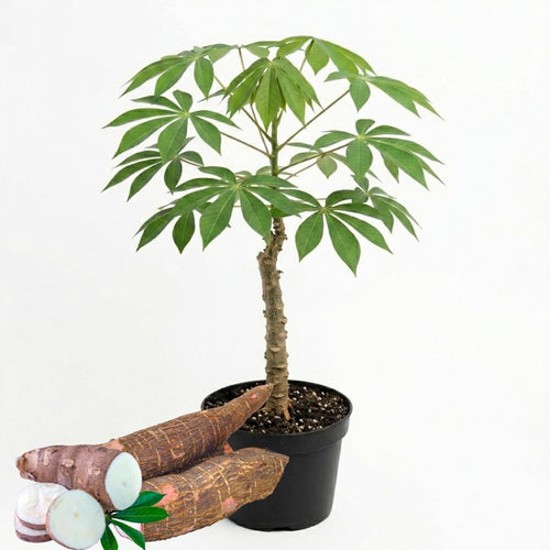 Cassava Yuca Plant Live in 4 Inc Potted, Sweet Yuca Live Plant for Growing Outdoors, 4 to 6 Inc Tall, Vegetable Plants Garden