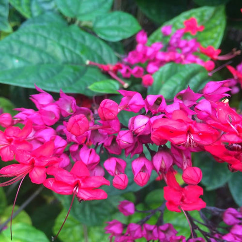 Set 2 Bleeding Heart Vine 5-9 Inc Tall, Clerodendrum Bleeding Heart Plants Live for Planting, Bleeding Heart Flowers (Red Purple Bleeding Heart Vine)