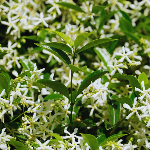 3 Green Jasmine Plants Live, Live Jasmine Plants, Star Jasmine Live Plants, 4 to 6 Inc Long, Jasmine Live Plant for Garden Grow