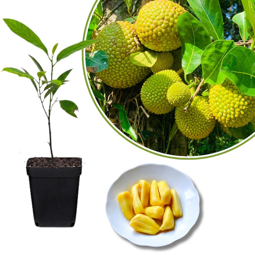 Jackfruit Tree Live Plant from 9 to 11 Inc Tall, Live Jackfruit Plant Pot 4 Inc