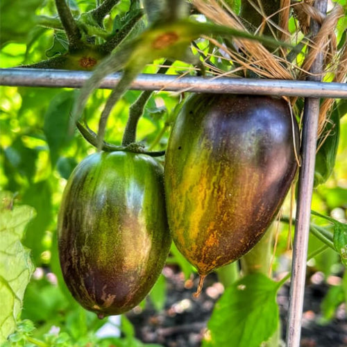 200 Vibrant Grape Tomato Plant Seeds, Tomato Plant Seeds for Gardening Outdoor