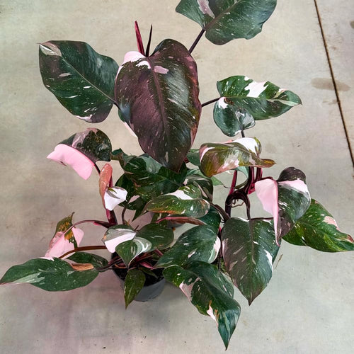 Red Variegated Philodendron Plant in 4'' Pot, Rare Philodendron Tropical Houseplant, Easy Care Indoor Plant
