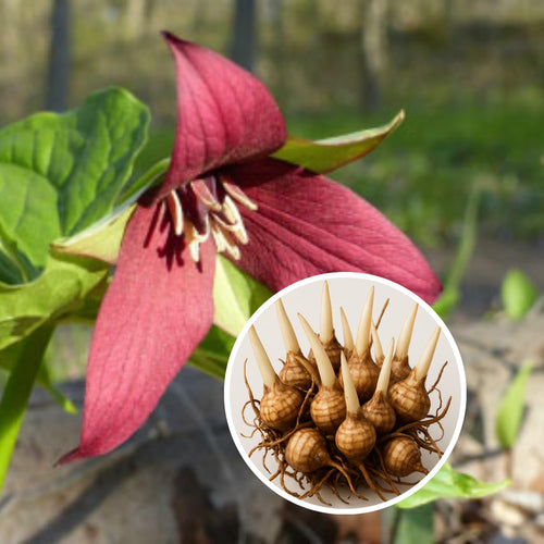 20 Red Trillium Bulbs, Large Trillium Flower Bulbs Roots for Growing, Easy to Plant