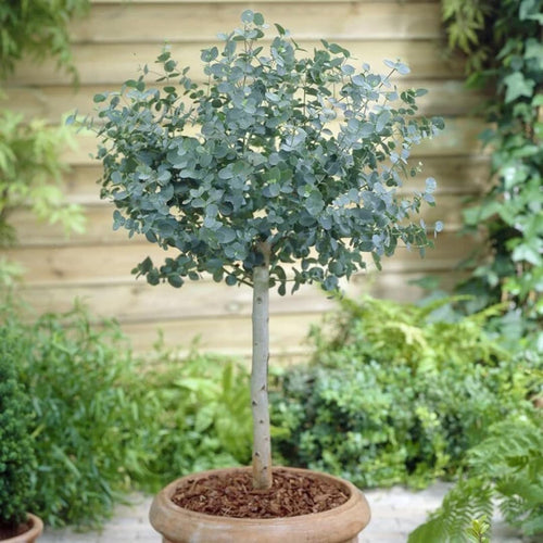 Fragrant Starter Eucalyptus Tree Plant Live, 5-8 Inches Tall, Dormant, Fragrant Leaf for Home Decor, Ready for Transplant (Silver Dollar)