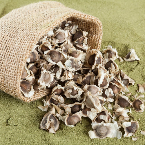 50 Moringa Seeds for Planting, Oleifera Tree Seeds, Suitable for Outdoor Growing