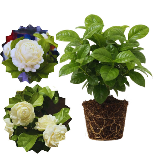 Set 2 of Jasmine Plant Live, Duke of Tuscany Jasmine Flower Plant from 5 to 7 Inc Tall