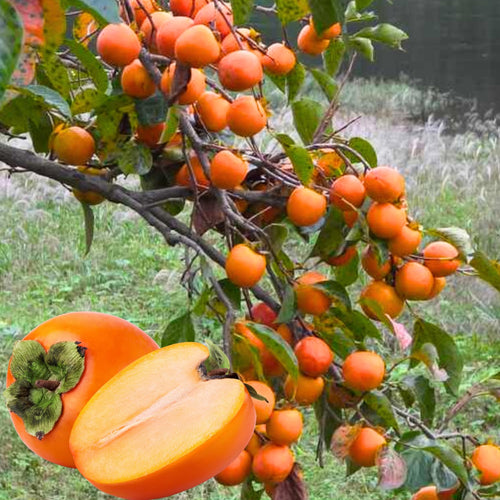 American Persimmon Trees Live Plants, Seedlings 8 to 12 Inc Tall, Sweet Persimmon Fruit Tree for Outdoor Planting, Dormant in Winter