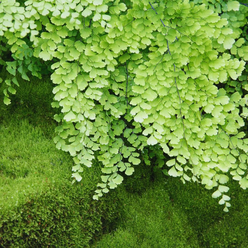 20 Fern Rhizomes, Maidenhair Fern Plants Live, Live Fern Plants, Fern Ground Cover Plants Live, Fern Live Plants, 20 Roots