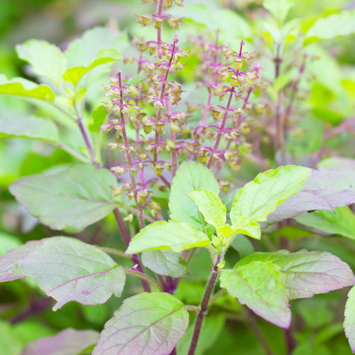 Krishna Basil Plant Live, Basil Live Plant Pot, 4 Inc Pot, Herb Plants Gardening Indoor Outdoor