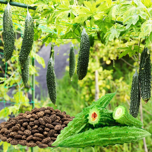 20 Long Bitter Melon Seeds for Planting, Green Bitter Gourd Vegetable Seeds for Home Garden, Vegetable Vine Plants Seed