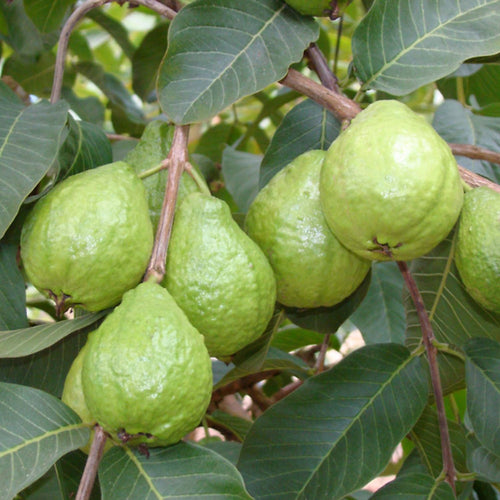 White Guava Tree Live Plant, Tropical Fruit Plant, 6 to 8 Inc Tall, 4 Inc Potted, White Flower
