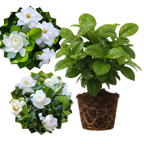 3 Cape Jasmine Plants Live, Live Frost Proof Jasmine Plants, Gardenia Jasmine Live Plants, 4 to 6 Inc Long