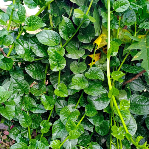 Malabar Spinach Plant Live, Vegetable Vine Plant, 5 to 8 Inch Tall Malabar Spinach Live Plant Potted
